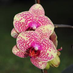 Orchideen